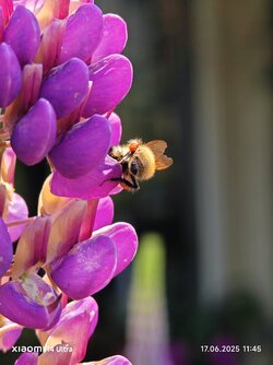 IMG_20250617_114514.jpg