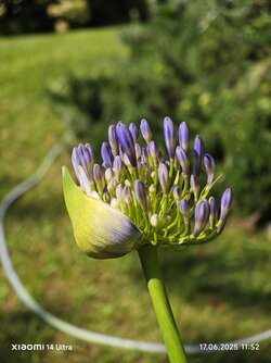 IMG_20250617_115235.jpg