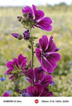 IMG_20250614_081259.jpg