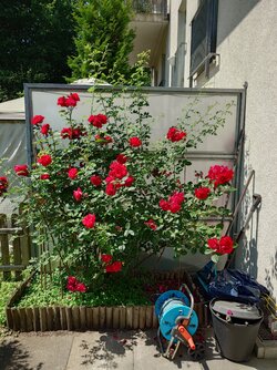 20250617_140549.JPG