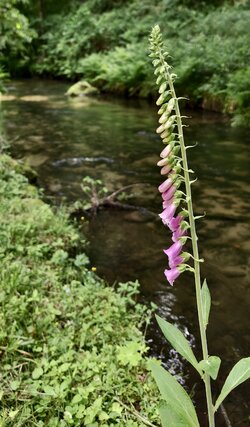 IMG_20250617_142806.jpg