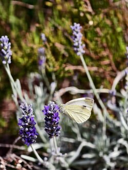 IMG_20250618_103215.jpg