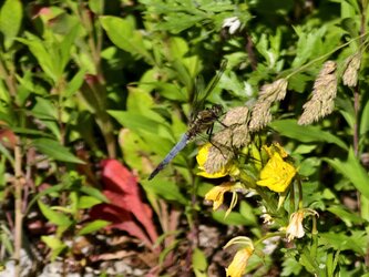 IMG_20250619_092011.jpg