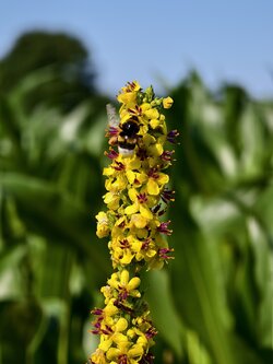 IMG_20250619_092432.jpg