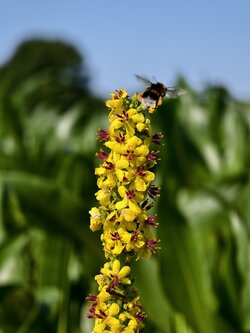 IMG_20250619_092433.jpg