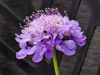 IMG_20250619_140639.jpg