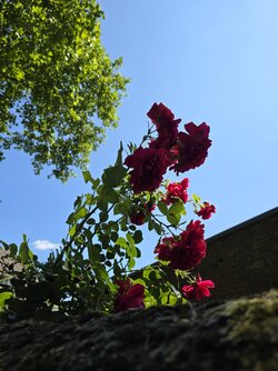20250619_150033.jpg