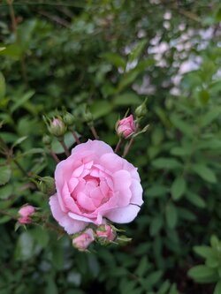 PXL_20250609_185746134.jpg