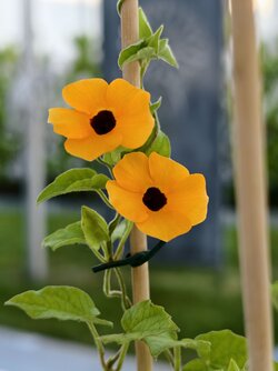IMG_20250621_201716.jpg