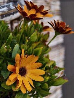 IMG_20250621_201923.jpg