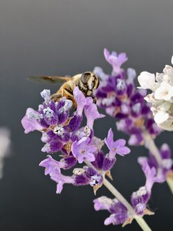 IMG_20250621_202054.jpg