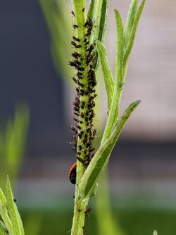 IMG_20250621_202308.jpg
