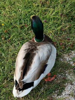 IMG20250621184541~2.jpg