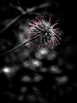 IMG_20250621_175632.jpg
