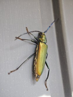 IMG_20250613_172159.jpg