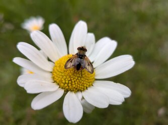 PXL_20250527_105153960.MACRO_FOCUS.jpg