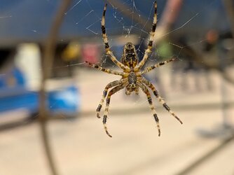 PXL_20250604_203733540.MACRO_FOCUS.jpg