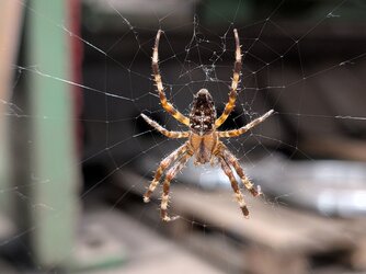 PXL_20250604_203749801.MACRO_FOCUS.jpg