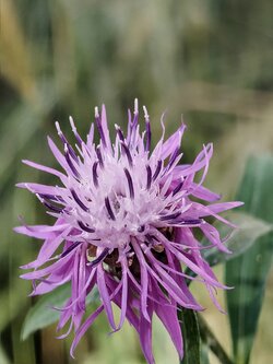 IMG20250622175433~2.jpg