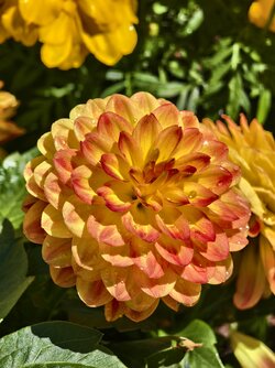 IMG_20250622_135804.jpg