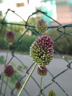 IMG20250623184626~2.jpg