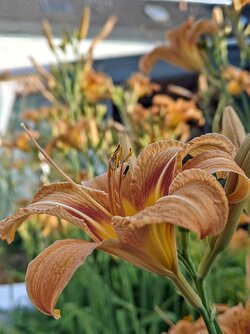 IMG20250623184907~2.jpg