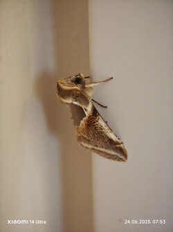 IMG_20250624_075307.jpg
