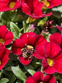 IMG_20250615_133256.jpg