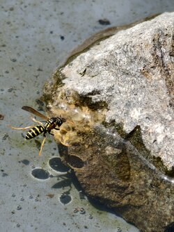 IMG_20250615_133730.jpg