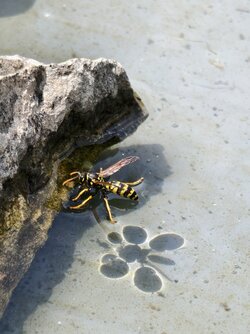 IMG_20250615_133735.jpg