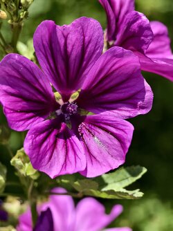 IMG_20250619_152332.jpg