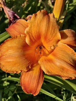 IMG_20250619_192758.jpg