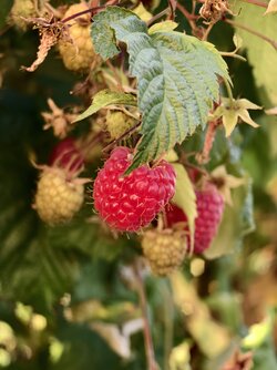 IMG_20250619_193215.jpg