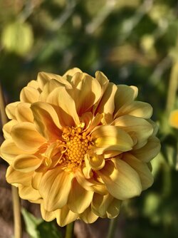 IMG_20250619_201159.jpg