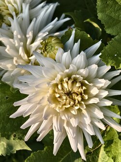 IMG_20250619_201249.jpg