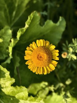 IMG_20250619_201253.jpg