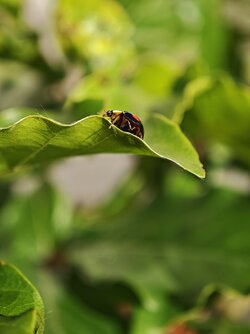 IMG_20250612_175002.jpg