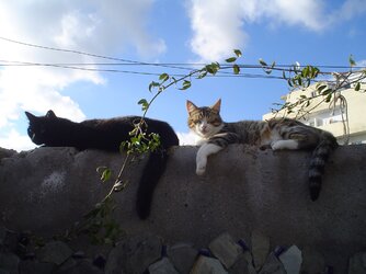 DSC01130.jpg