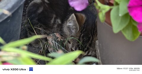 IMG_20250625_193537_073649.jpg
