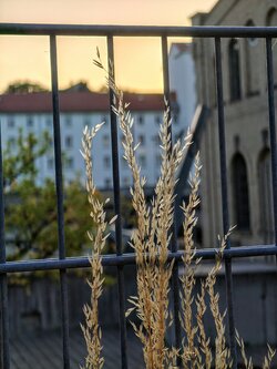 IMG20250625204421~2.jpg