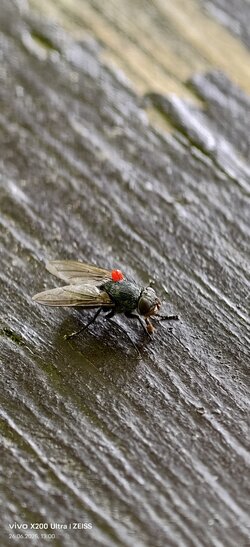 IMG_20250626_130038_013845.jpg