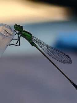 IMG_20250613_125251.jpg