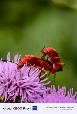 IMG_20250627_162253.jpg