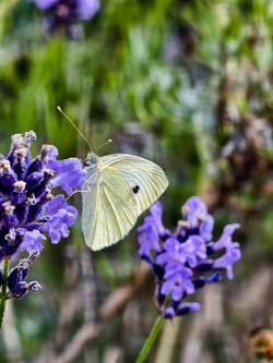 IMG_20250628_103829.jpg