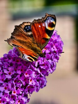 IMG_20250628_103932.jpg