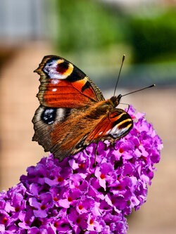 IMG_20250628_103936.jpg