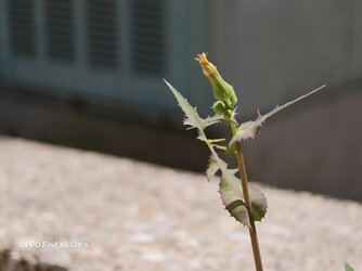 IMG20250623131720.jpg