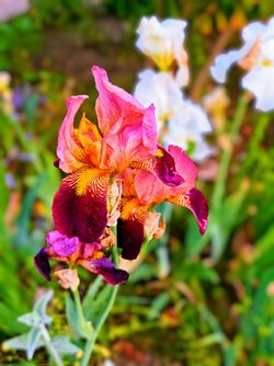 IMG_20250612_160639-EFFECTS.jpg