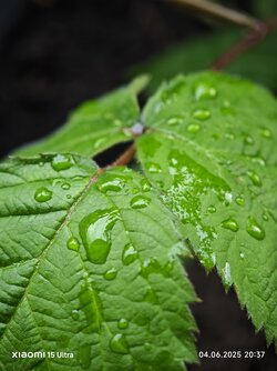 IMG_20250604_203728.jpg