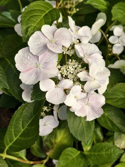 IMG_20250628_123635.jpg